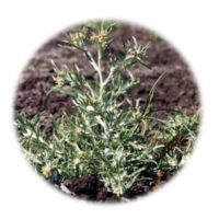 Gnaphalium graveolens